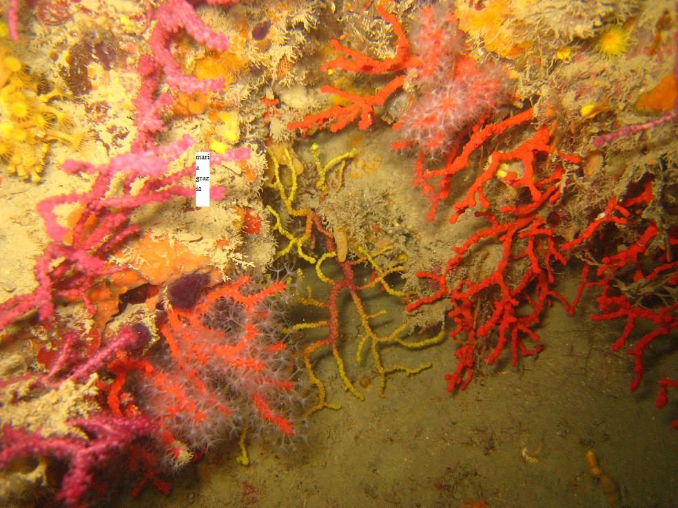 gorgonie romane